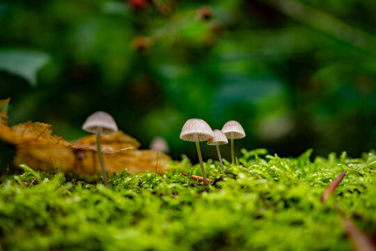 Tiny mushrooms growing from a dead tree covered with moss
