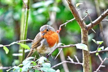 A Robin Red Breast sitting on a branch of a tree in the forest. These birds are often associated with Christmas.
