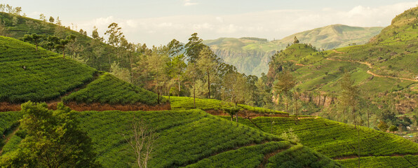 Tea green field in Sri Lanka, mountain landscape view