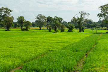 Rice field in Sri Lanka. Green agricultural farm landscape.