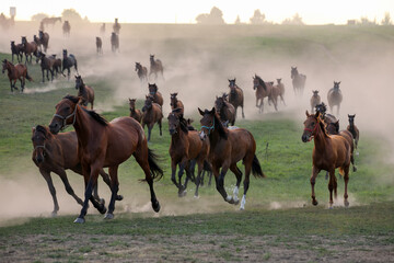 A herd of horses in a field runs in the dust at sunset