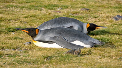 King penguins (Aptenodytes patagonicus) lying in the grass at Fortuna Bay, South Georgia Island