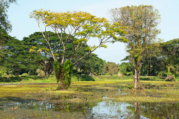 Sri Lanka natural landscape with tropical trees