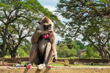 Monkey animal with lotus flower, Sri Lanka