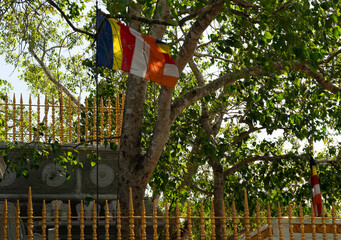 Buddhist flag at Anuradhapura temple, Sri Lanka