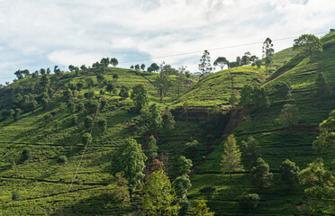Naklejka premium Tea fields green landscape, Nuwara Eliya green hills, Sri Lanka