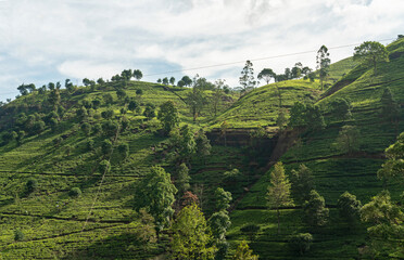 Tea fields green landscape, Nuwara Eliya green hills, Sri Lanka