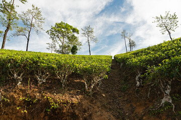 Obraz premium Tea fields in Sri Lanka, Nuwara Eliya plantations