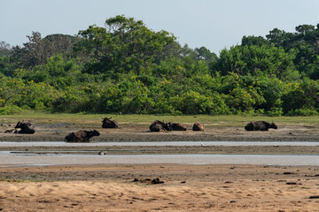 Bulls laying animals in Yala national park, Sri Lanka