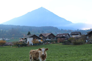 cows in the mountains
