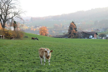 landscape with cows