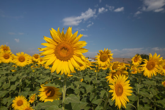 Attractive field with bright yellow sunflowers close up. Turkey agricultural region Menemen plain. Image of ecology concept. agriculture industry. Photograph of the cultivation land. The beauty of the