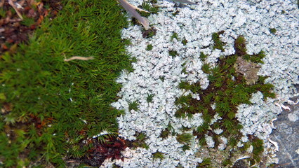 Moss growing at Fortuna Bay, South Georgia Island