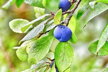 Plums growing on a tree in the forest. These plums are not yet ripe and aren't ready for plucking.