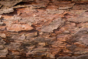 tree trunk texture nature background