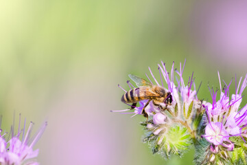 bee sitting on the violet flower. copy space