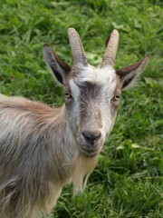 Portrait of farm goat on green meadow background