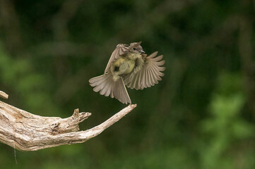 eastern phoebe flying after ants