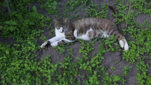 Beautiful wild pregnant queen cat rest and enjoying nice summer weather in garden. Gravid tabby pussycat lying relaxing in the middle of the meadow grass. The animal pet is resting in the midday heat