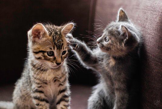 Gatitos Jugando