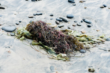 seaweed on the beach with rocks © Charles Ellinwood