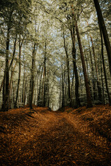 Las w jesiennym klimacie