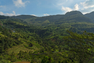 Tea green field on Sri Lanka, mountain landscape