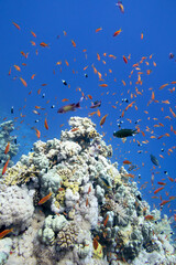 Colorful, picturesque coral reef at the bottom of tropical sea, hard and soft corals, exotic fishes anthias, underwater landscape © mychadre77