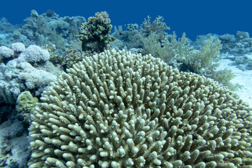 Coral reef with great Acropora coral at the bottom of tropical sea, underwater lanscape