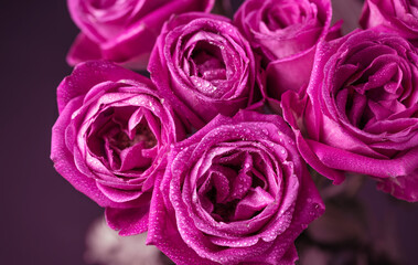 Pink rose flowers background. Roses background. Pink flowers wallpaper.