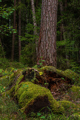 Moss-covered rotting logs in the depths of a mixed forest