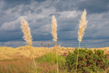 Three tall golden pampas grasses stand high against a brooding sky at Sandbanks dunes Dorset England
