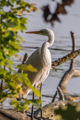 great white heron hunting on a lake in Poland