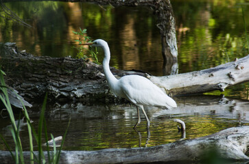 great white heron hunting on a lake in Poland