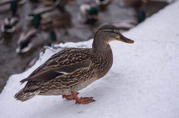 Fototapeta premium duck on the snow