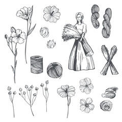 Flax plants. Sketch  illustration.