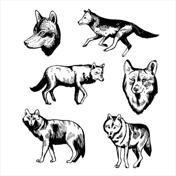 Wolf. Sketch  illustration.