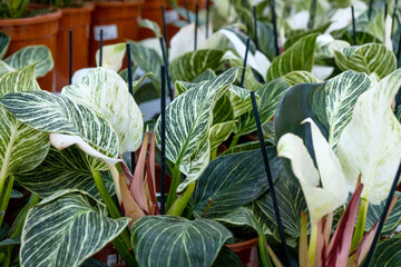 many pots of the home plant philodendron Birkin on the shelf of the flower shop. Warehouse...