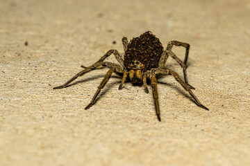 Giant female wolf spider carrying hundreds of her young on her back
