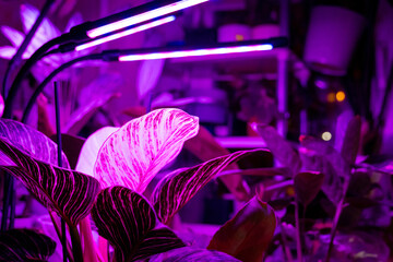 Growing indoor plants with artificial lighting with an ultraviolet lamp.