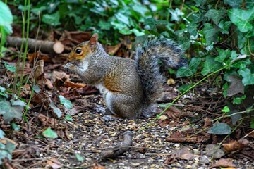 A beautiful portrait image of a wild squirrel in the forest. This forest is located in Preston, Lancashire and is home to many wildlife.