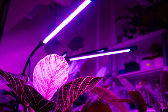 Growing indoor plants with artificial lighting with an ultraviolet lamp.