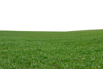 Green field as a background.  Green grass in spring isolated on white background.