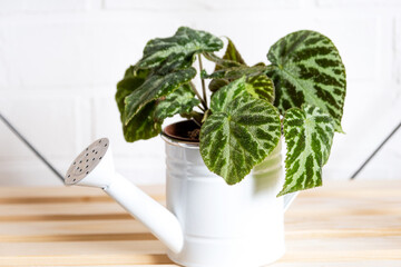 Home potted plant begonia decorative deciduous in the interior of the house. Hobbies in growing, caring for plants, greenhome, gardening at home.