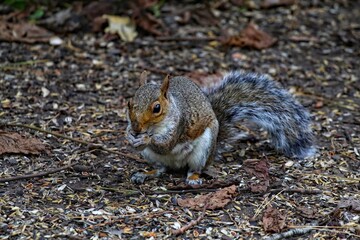 A beautiful portrait image of a wild squirrel in the forest. This forest is located in Preston, Lancashire and is home to many wildlife.