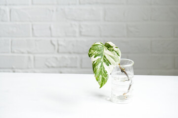 Rooted sprout of philodendron Monstera Alba for potting. Propagation of domestic plants, cuttings...