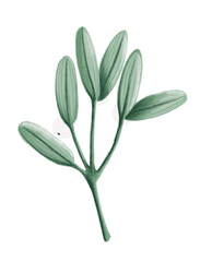 Obraz premium Christmas Mistletoe Green Twig, hand-drawn style illustration