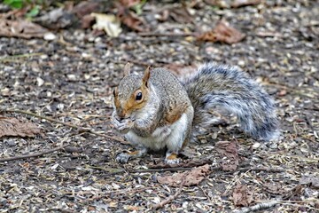 A beautiful portrait image of a wild squirrel in the forest. This forest is located in Preston, Lancashire and is home to many wildlife.