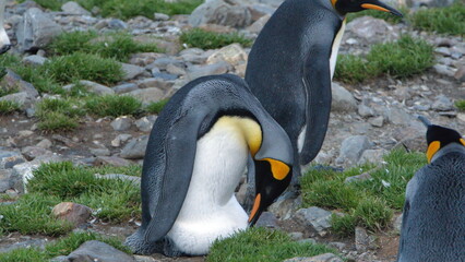King penguin (Aptenodytes patagonicus), likely checking an egg, at Fortuna Bay, South Georgia Island