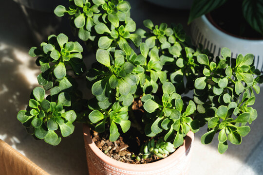 Aichryson tree of love close-up in the interior on the windowsill. Houseplant Growing and caring for indoor plant